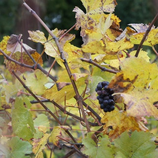 10/11/19 - Sparnatrail